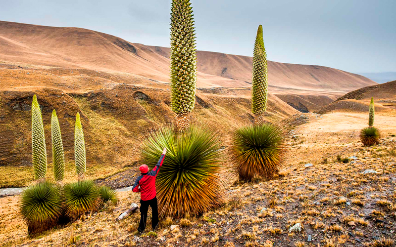 Puya-Raimondi